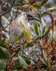 Obraz premium Noisy Friarbird (Philemon corniculatus) - native to southern New Guinea and eastern Australia - Caloundra, QLD, Australia