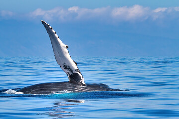 Obraz premium Humpback whale extending its pectoral fin to whale watchers as if waving.