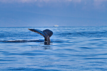 Obraz premium Distinctively shaped humpback whale tail seen just above the ocean surface.