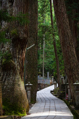 奥ノ院の杉の木