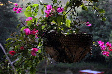 flores, bellas, delicadeza, naturaleza, frágil, dulce, verano, campo, mujer, detalle