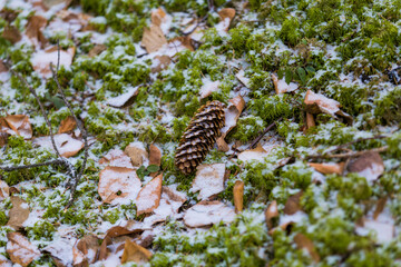 Spruce cone lies on green moss, covered with snow