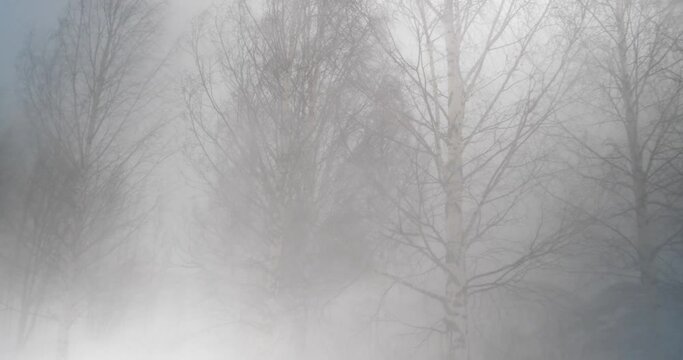 Low angle wide shot of Grove of Birch trees being punished by heavy blizzard and strong winds, in harsh winter nordic weather
