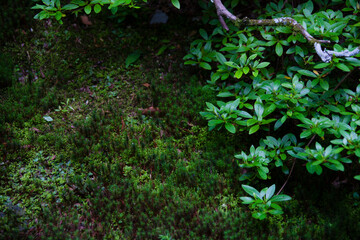 Obraz premium 弘川寺本坊庭園