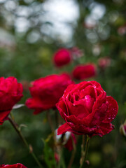 A red rose that is exposed, with drops of water