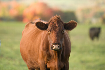 red angus cow portrait in fall setting on small farm in rural ontario canada
