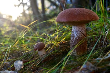 Large and small mushrooms are brown podosinoviki next to in the grass sedge, in the woods, near the abandoned basket.