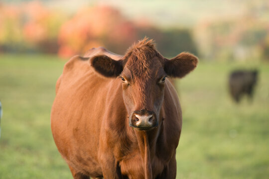 red angus cow portrait in fall setting on small farm in rural ontario  canada Stock Photo | Adobe Stock
