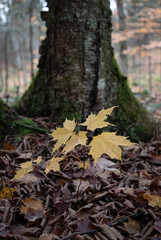 Autumnal background of yellow maple leaves in a forest 
