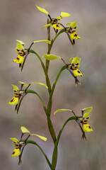 Newcastle Doubletail (Diuris praecox) donkey orchid - NSW, Australia