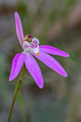 Fototapeta premium Large Pink Fingers Orchid - Caladenia quadrifaria (synonym Petalochilus quadrifarius) - endemic to NSW, Australia