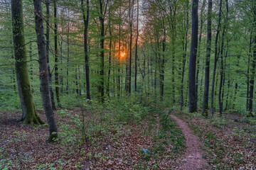 Obraz premium Sunset in the woodlands