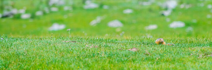 Little marmot sits on the grass in the steppe. Stretched panoramic image for banner