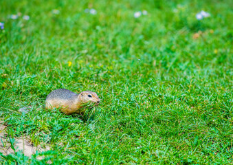 A marmot runs through the grass with a clot of harvested hay