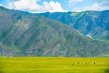 A herd of goats runs away into the distance against the backdrop of mountains
