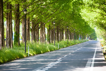 メタセコイア並木