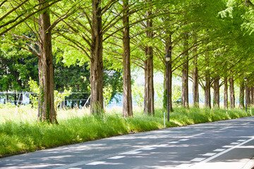 メタセコイア並木