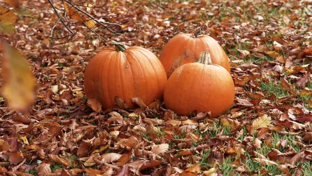 3 Pumpkins Sitting On Dead Autumn Leaves