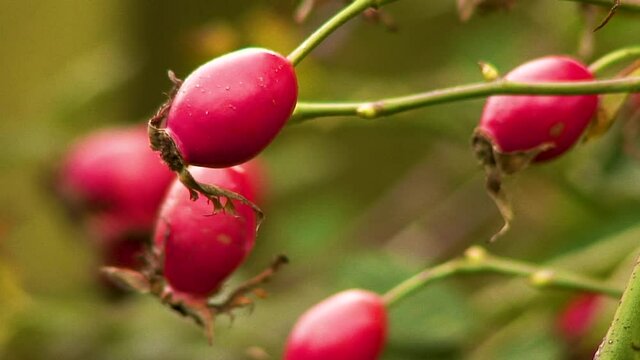Red rose hips growing in a hedgerow near to Oakham in the English county of Rutland in the United Kingdom