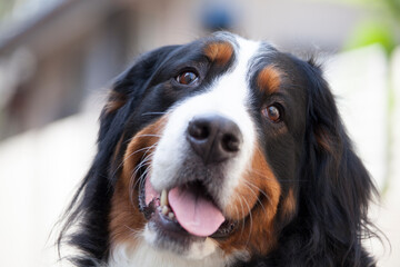 バーニーズマウンテンドッグ