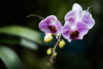 Fototapeta na wymiar Beautiful Blossom purple Phalaenopsis with raindrop on petals. 