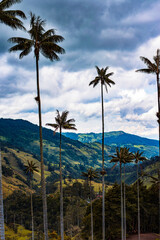 Fototapeta na wymiar Palm Forest Landscape Mountain Tree Sky 