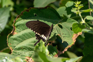butterfly on leaf