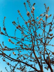 branches against blue sky