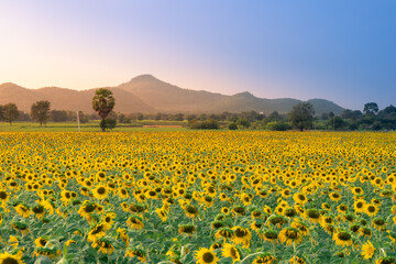 field of blooming sunflowers on a background sunset