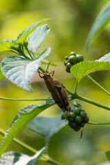 dragonfly on a leaf