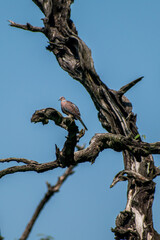 Dove sitting on an old tree 