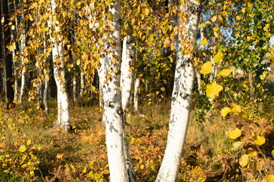 Natural autumn background with birch trees
