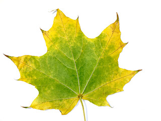 Autumn fallen maple leaf isolated on white background