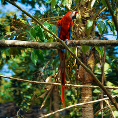 Macaw Parrot Animal Bird