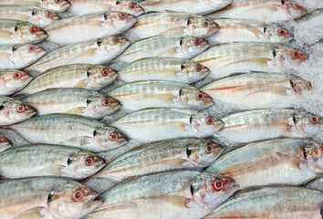 Fresh frozen mackerel every day