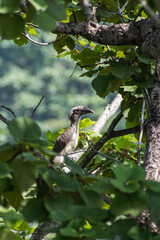 Indian hornbill bird baby in the forest 