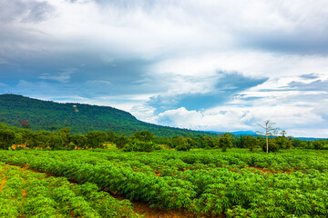 Tapioca farm, potato farm, tapioca plantation growth and mountain background. farm, and agriculture vegetable concept.