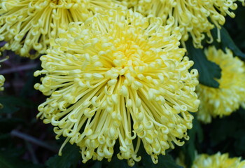 Light yellow color of spider mum 'Golden Splendour'