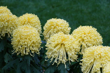 Light yellow color of spider mum 'Golden Splendour'