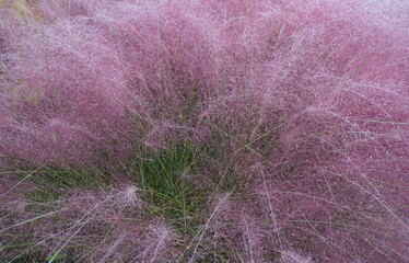 Pink Muhly grass, a beautiful ground plant with beautiful plume