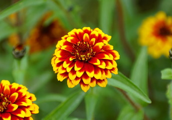 Close up of a red and yellow 'Jazzy Group' zinnia flower