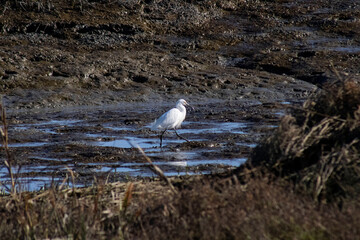 Egret Looking For Food in Marshlands