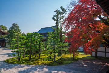 Naklejka premium 京都 仁和寺の紅葉