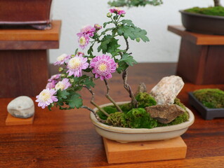 Light purple chrysanthemum bonsai tree inside of a ceramic pot