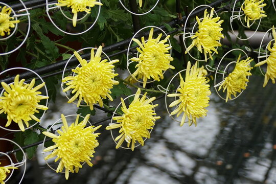 Yellow spider mum flower arranged inside the metal rings