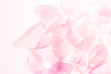 Fototapeta premium 薔薇の花びら