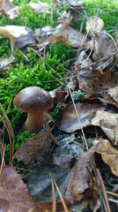 The beautifull world © Karol