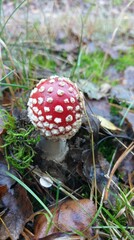 The beautifull world © Karol