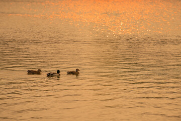 Glow of wildfire smoke creates an eerie glow as birds swim in a body of water
