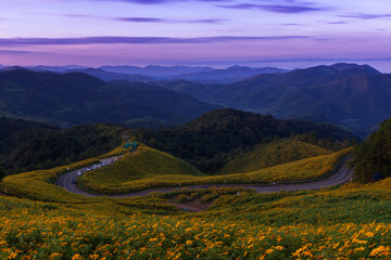 Beautiful view of Tung Bua Tong Mexican sunflower in the morning at Mae Hong Son, Thailand